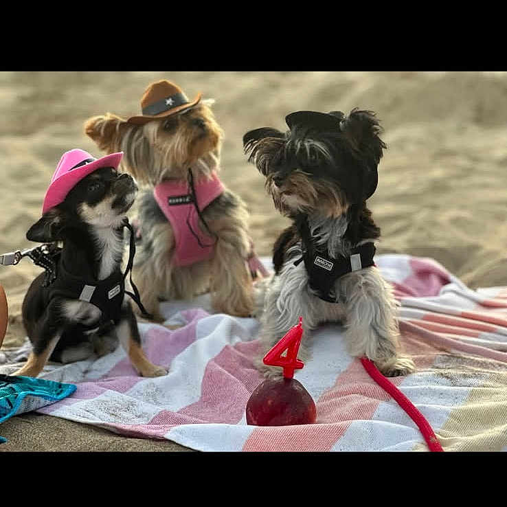 Ruby joined the competition — help win amazing prizes! animal, beach, birthday_candle, black_hat, brown_hat, celebration, cowboy_hat, cute, dog, harness, number_4, outdoor, pet, pink_hat, playful, puppy, sand, small_dog, three_dogs, towel