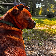 Oakley joined the competition — help win amazing prizes! dog, brown_dog, outdoor, grass, sunlight, collar, nature, animal, pet, furry, sitting, side_view, peaceful, close_up, greenery, house, daylight, canine, relaxed, portrait