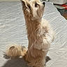 dog, terrier, small_dog, fluffy, long_hair, cream_coat, sitting, indoors, bed, quilt, bedroom, pet, animal, portrait, upright, pointed_ears, dark_eyes, long_snout, tail, sunlight