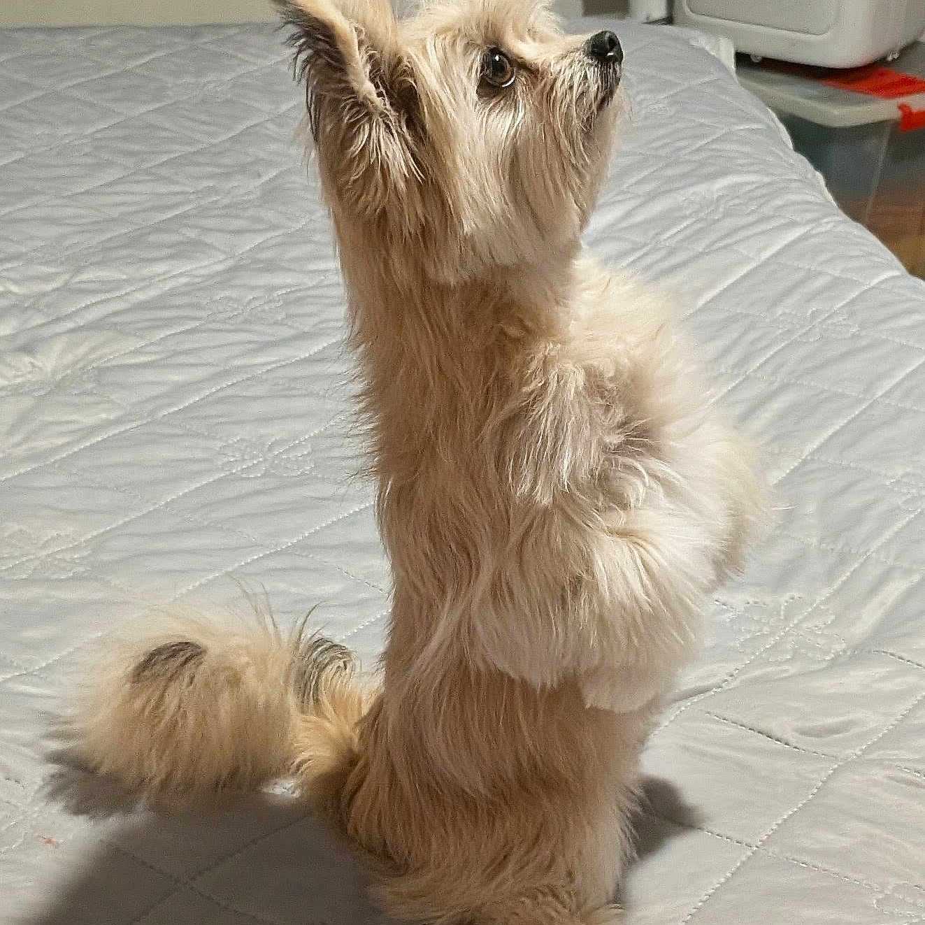 Marple participe au concours pour gagner de l'argent avec cette photo : dog, terrier, small_dog, fluffy, long_hair, cream_coat, sitting, indoors, bed, quilt, bedroom, pet, animal, portrait, upright, pointed_ears, dark_eyes, long_snout, tail, sunlight