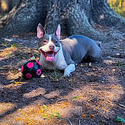 Luna joined the competition — help win amazing prizes! dog, canine, animal, pet, outdoor, tree, dirt, soccer_ball, playful, tongue_out, sunlight, shade, nature, happy, smiling, ears_up, resting, grass, leaves, summer
