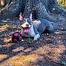 dog, canine, animal, pet, outdoor, tree, dirt, soccer_ball, playful, tongue_out, sunlight, shade, nature, happy, smiling, ears_up, resting, grass, leaves, summer