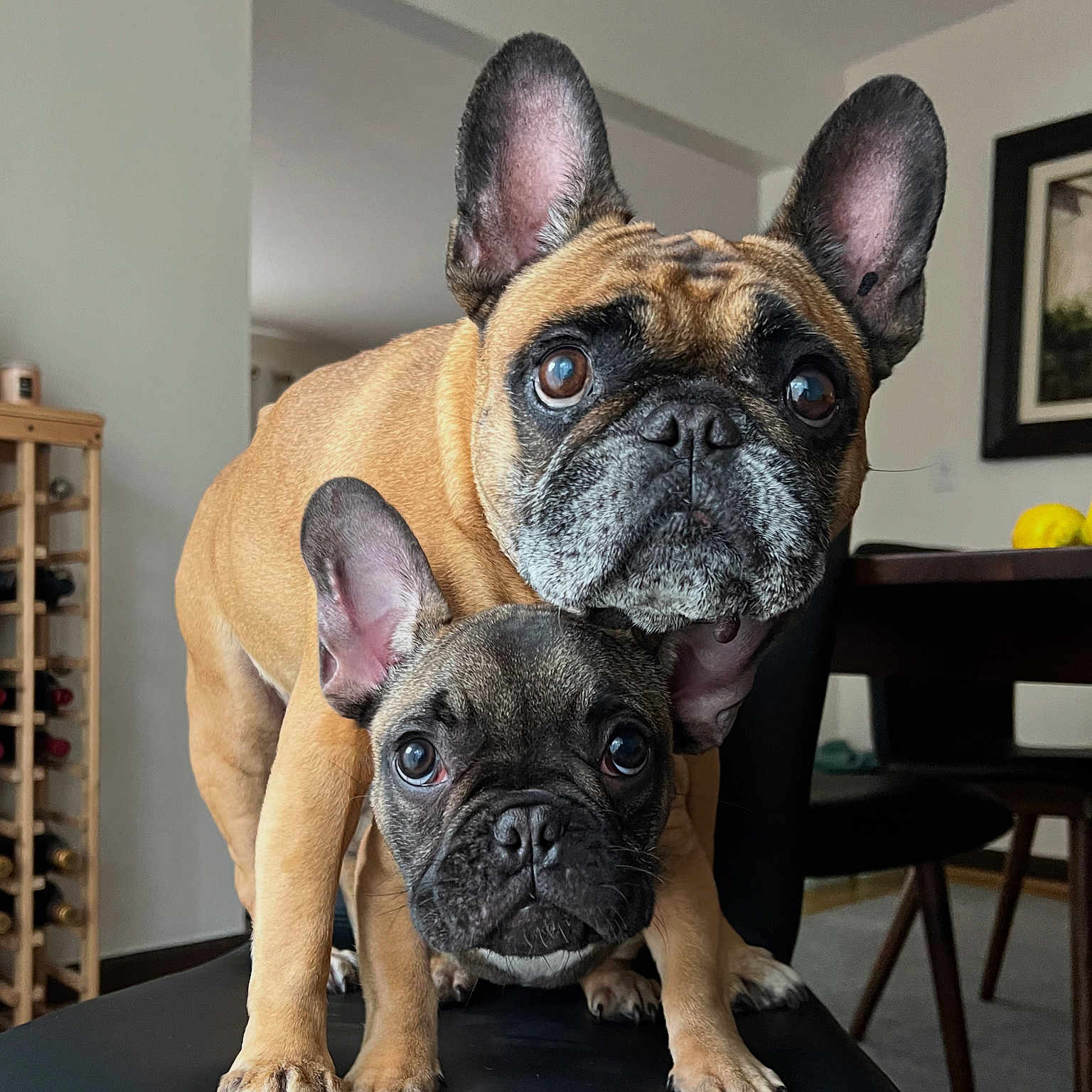 Bear And Tico joined the competition — help win amazing prizes! animal, black, brown, chair, companion, curious, cute, dog, ears, eyes, face, french_bulldog, furniture, home, indoor, nose, paws, pet, portrait, stacked