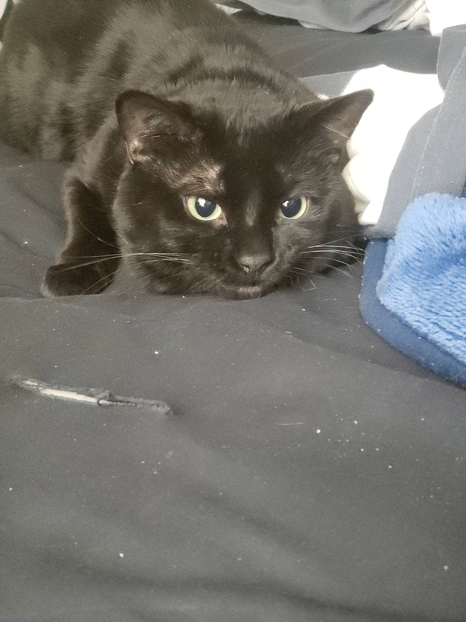 Sj a rejoint le concours — aidez-le/la à gagner de superbes lots ! asian, black, black_and_white, black_cat, burmese, carnivore, cat, domestic_short_haired_cat, eye, felidae, fur, german_rex, kitten, korat, mammal, nebelung, polydactyl_cat, small_to_medium_sized_cats, snout, whiskers