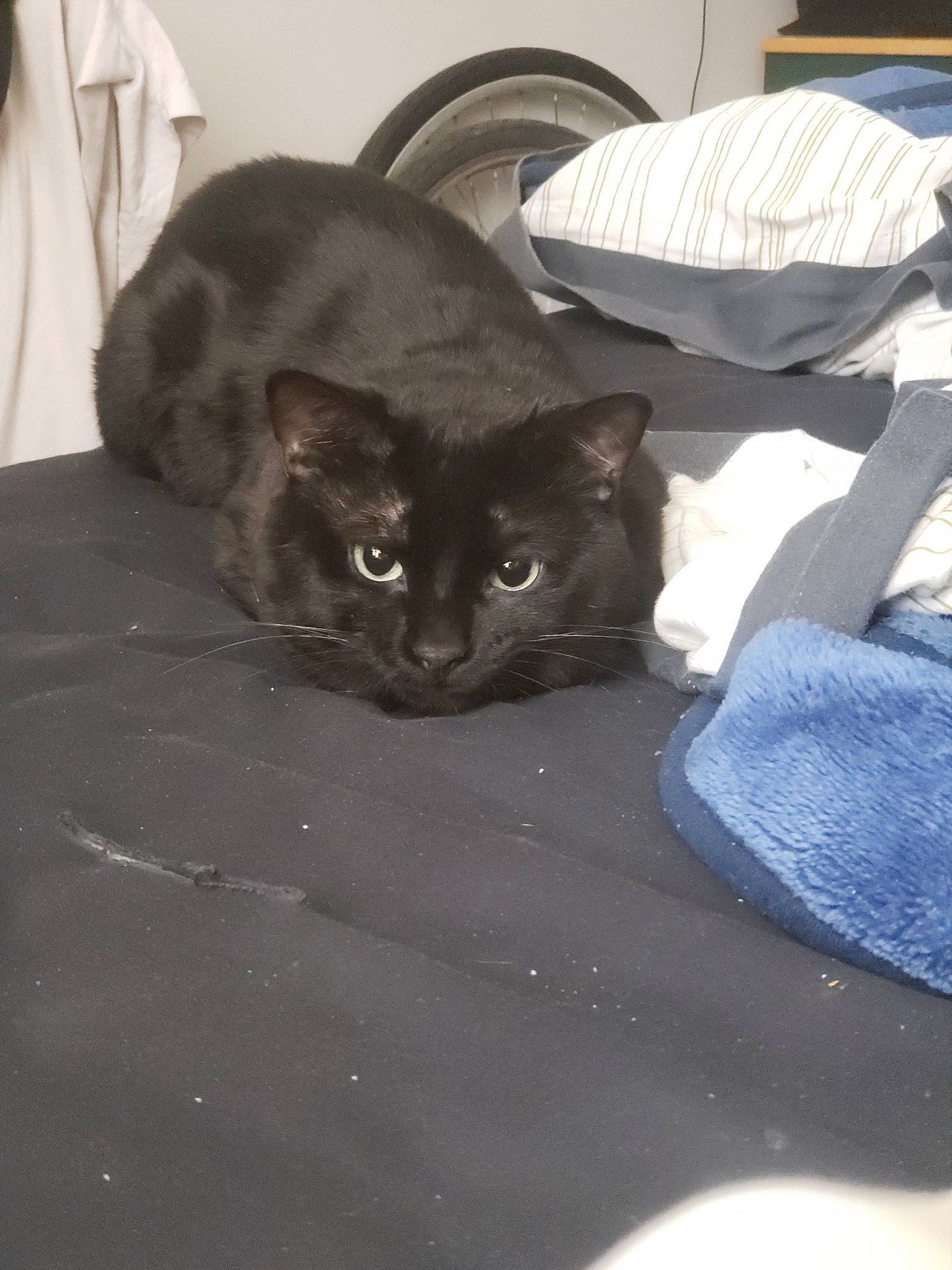 Sj a rejoint le concours — aidez-le/la à gagner de superbes lots ! asian, black, black_cat, bombay, burmese, carnivore, cat, chartreux, domestic_short_haired_cat, european_shorthair, felidae, german_rex, korat, mammal, russian_blue, small_to_medium_sized_cats, whiskers