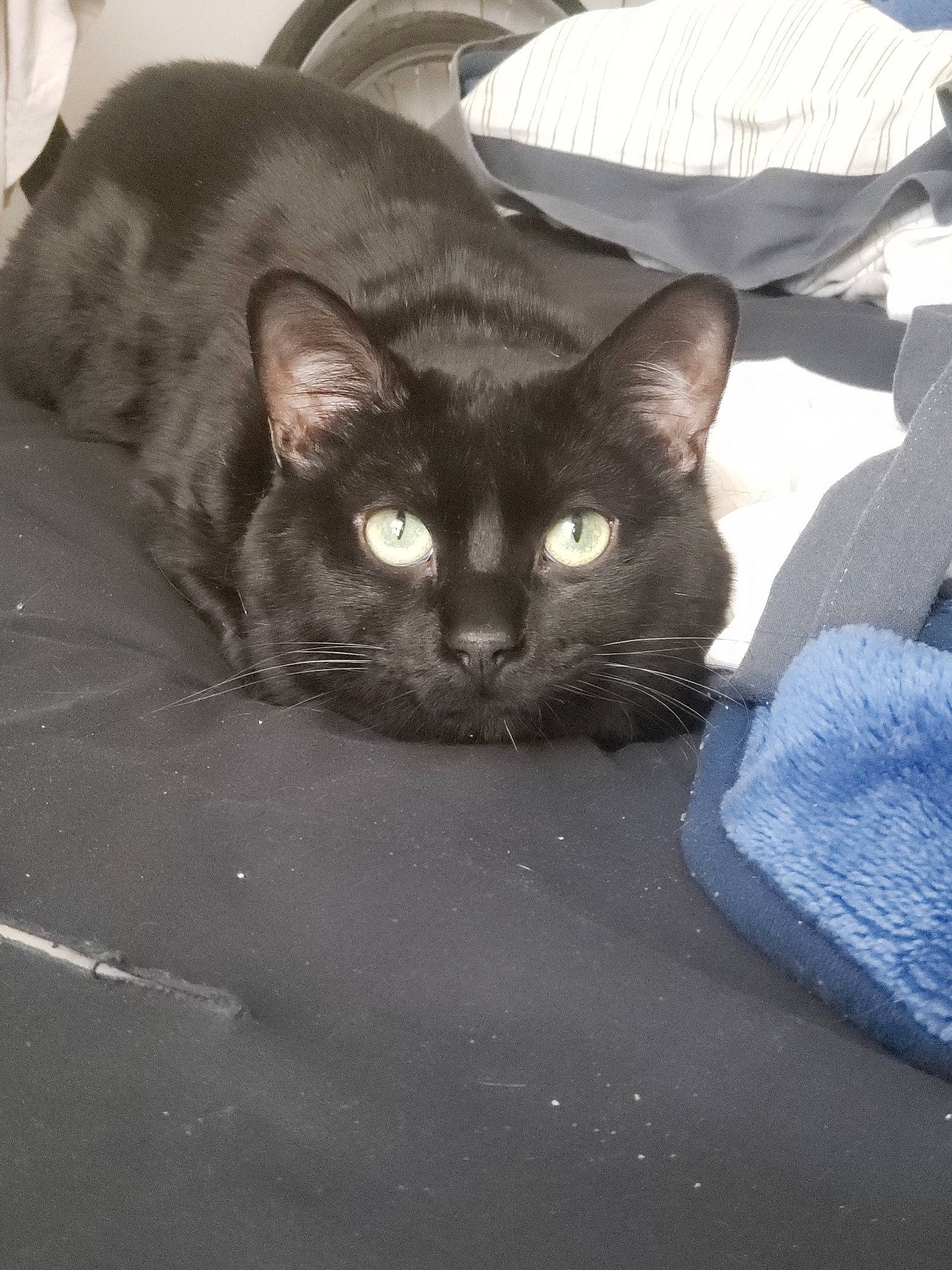 Sj a rejoint le concours — aidez-le/la à gagner de superbes lots ! asian, black_cat, burmese, carnivore, cat, domestic_short_haired_cat, felidae, german_rex, kitten, korat, mammal, small_to_medium_sized_cats, vertebrate, whiskers