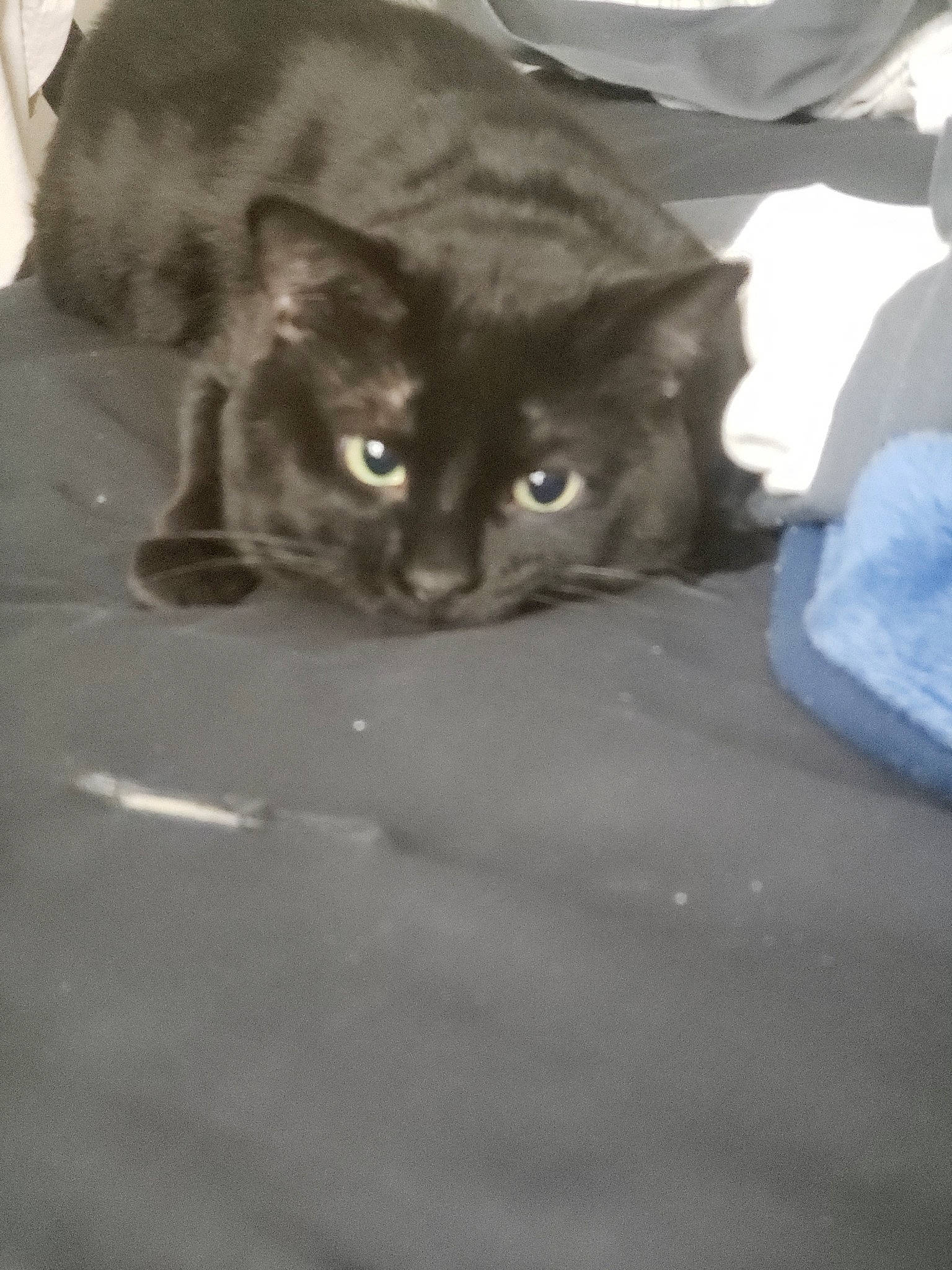 Sj participe au concours pour gagner de l'argent avec cette photo : asian, black_cat, carnivore, cat, domestic_short_haired_cat, european_shorthair, eye, fawn, felidae, fur, german_rex, kitten, korat, mammal, polydactyl_cat, small_to_medium_sized_cats, snout, whiskers