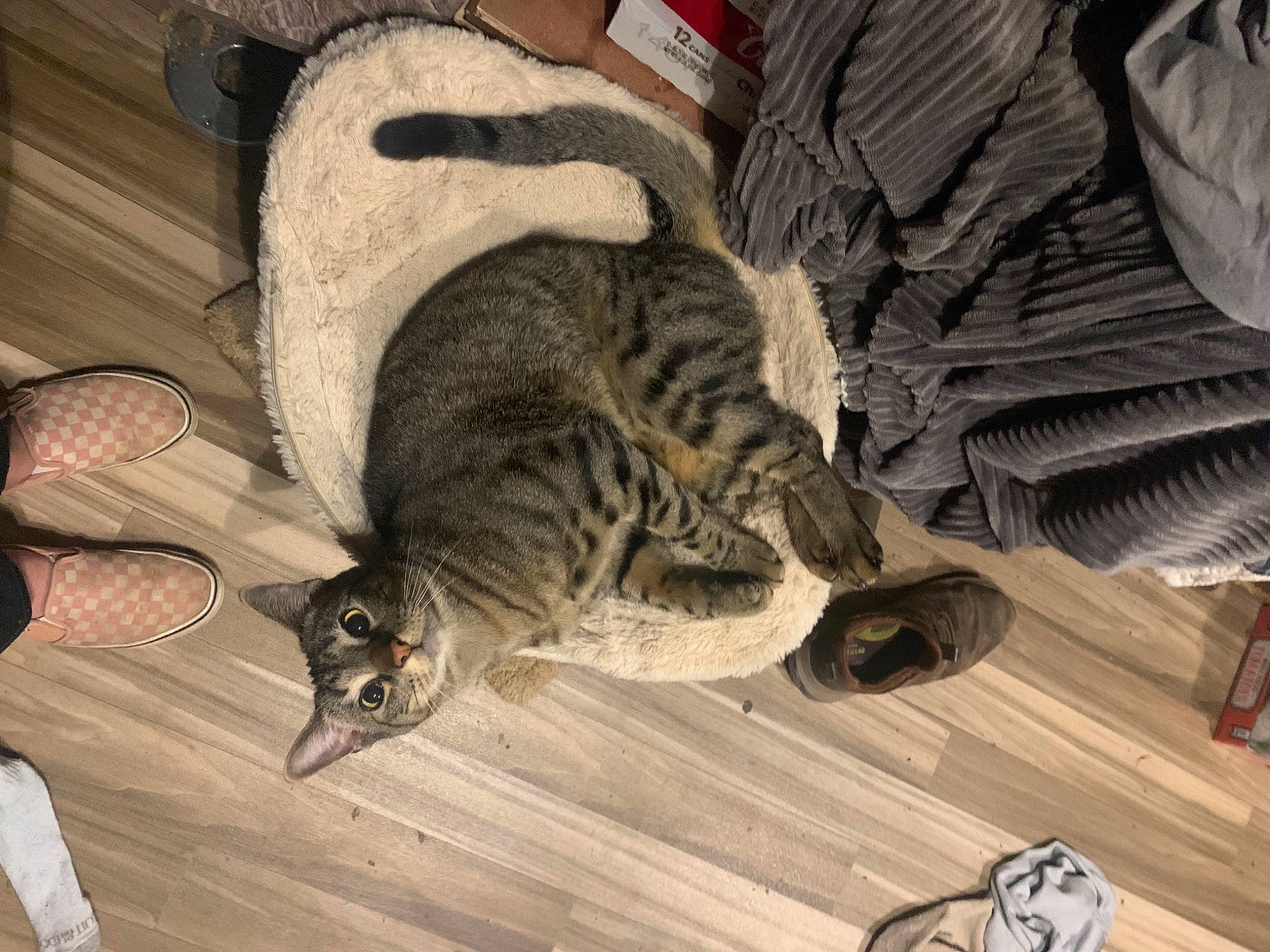 Lemon is registered to the contest to win money with this photo: brown, carnivore, cat, comfort, dog_breed, domestic_short_haired_cat, fawn, felidae, floor, flooring, fur, grey, hardwood, shoe, small_to_medium_sized_cats, snout, tail, whiskers, wood, wood_flooring