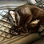 black_cat, cat, sleeping, leather_seat, quilted, pet, animal, fur, paw_pads, resting, domestic_cat, indoor, cozy, relaxed, cute, feline, closeup, mammal, whiskers, nap