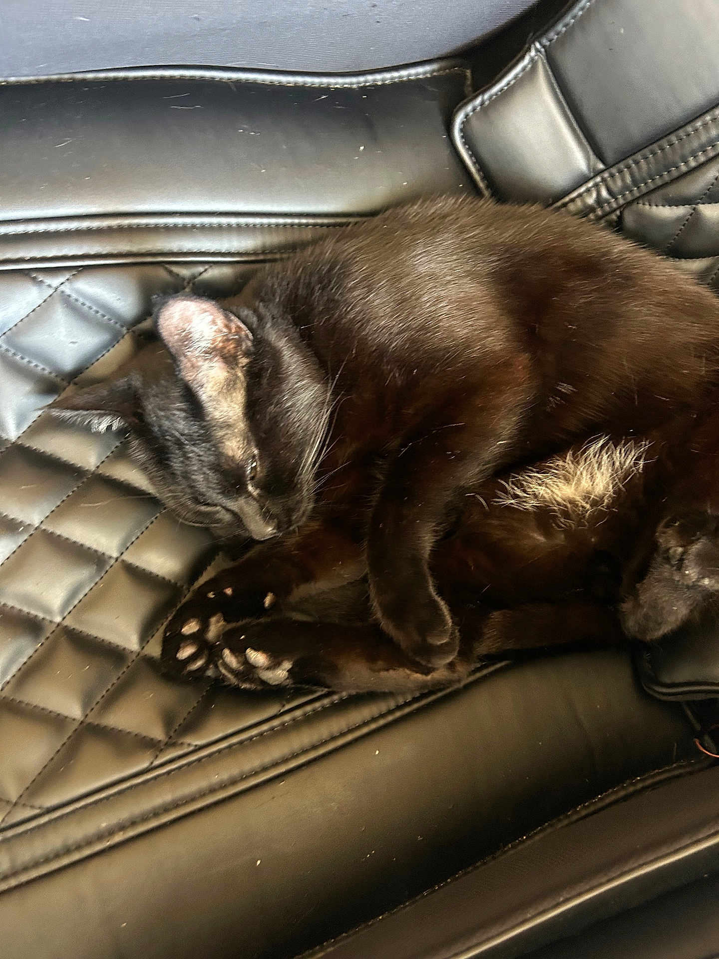 Robin joined the competition — help win amazing prizes! black_cat, cat, sleeping, leather_seat, quilted, pet, animal, fur, paw_pads, resting, domestic_cat, indoor, cozy, relaxed, cute, feline, closeup, mammal, whiskers, nap