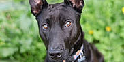 Clementine is registered to the contest to win money with this photo: dog, black_dog, pet, animal, ears, brown_eyes, collar, outdoor, grass, greenery, nature, close_up, portrait, cute, canine, muzzle, fur, looking, sitting, daylight