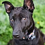 Clementine is registered to the contest to win money with this photo: dog, black_dog, pet, animal, ears, brown_eyes, collar, grass, flowers, outdoor, nature, close_up, canine, cute, curious, portrait, furry, mammal, garden, summer