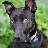 Clementine is registered to the contest to win money with this photo: dog, black_dog, pet, animal, ears, brown_eyes, collar, grass, flowers, outdoor, nature, close_up, canine, cute, curious, portrait, furry, mammal, garden, summer