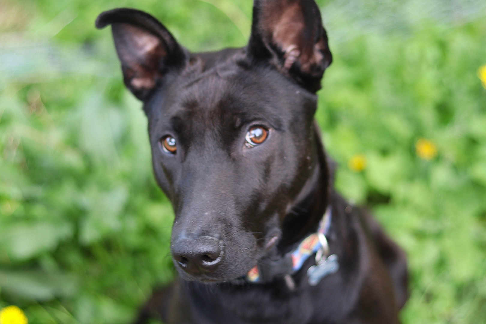 Clementine is registered to the contest to win money with this photo: dog, black_dog, pet, animal, ears, brown_eyes, collar, grass, flowers, outdoor, nature, close_up, canine, cute, curious, portrait, furry, mammal, garden, summer