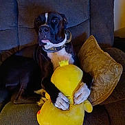 Whisky joined the competition — help win amazing prizes! dog, plush_toy, yellow_duck, couch, pillow, indoor, pet, black_and_white, animal, sitting, cozy, home, fur, collar, toy, relaxed, domestic, comfort, furniture, cute