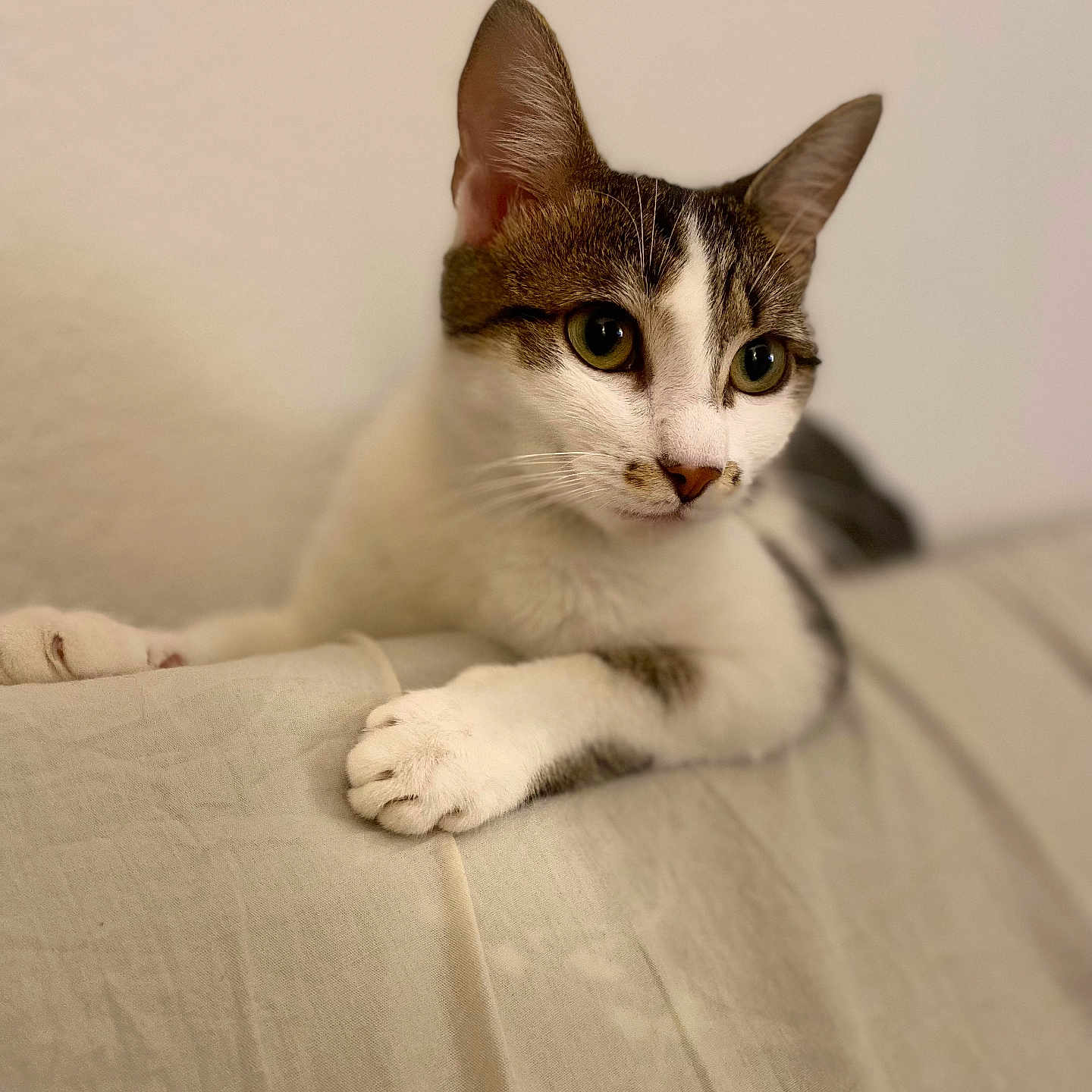 Alone participe au concours pour gagner de l'argent avec cette photo : abyssinian, angora, animal, cat, hardwood, kitten, manx, pet, siamese, wood