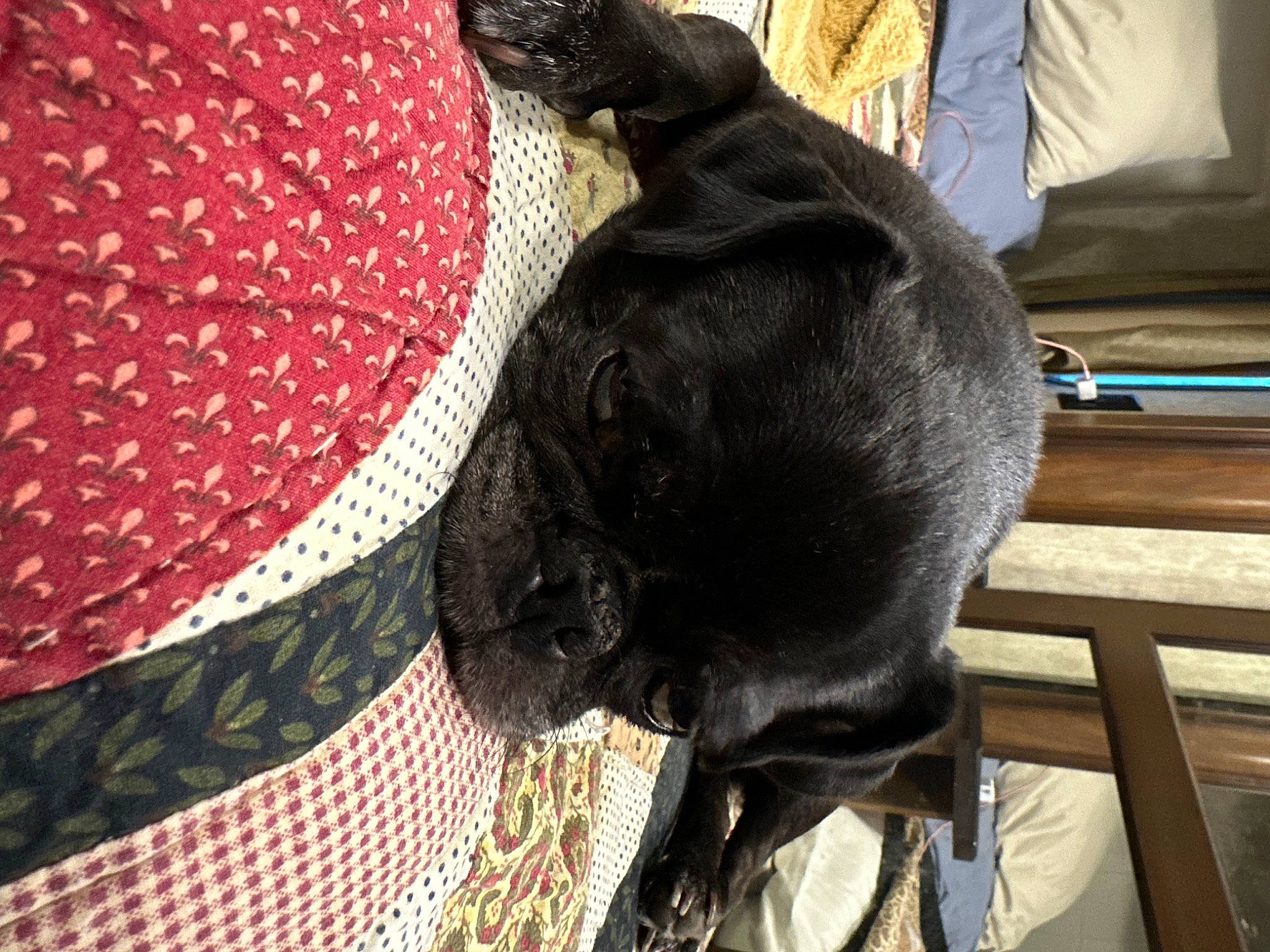 Monkee is registered to the contest to win money with this photo: canidae, carmine, carnivore, collar, comfort, companion_dog, dog, dog_breed, dog_supply, fawn, felidae, fur, linens, liver, pattern, pet_supply, small_to_medium_sized_cats, sporting_group, tail, working_animal