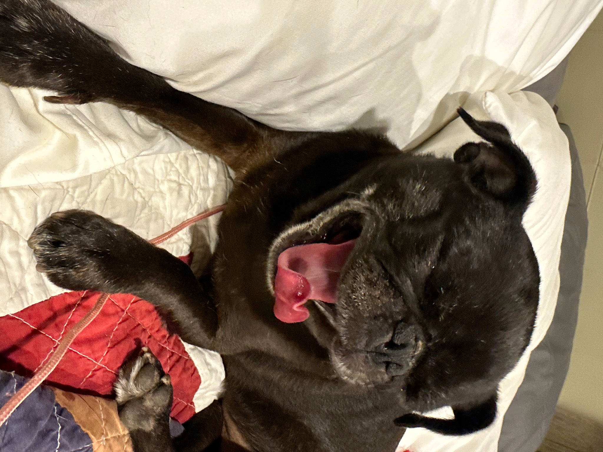 Monkee is registered to the contest to win money with this photo: canidae, carmine, carnivore, comfort, companion_dog, dog, dog_breed, ear, fawn, felidae, fur, grey, liver, paw, small_to_medium_sized_cats, snout, sporting_group, tail, terrestrial_animal, whiskers