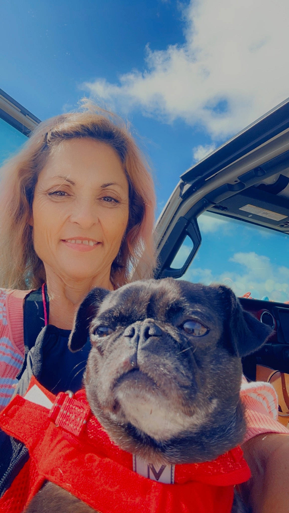 Monkee joined the competition — help win amazing prizes! blue, carnivore, cloud, collar, companion_dog, dog, dog_breed, dog_collar, ear, fawn, happy, pug, skin, sky, smile, snout, sporting_group, travel, working_animal, wrinkle