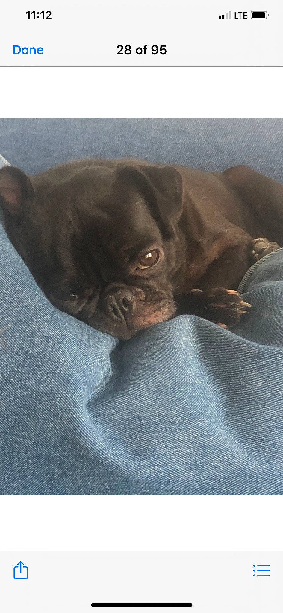 Monkee is registered to the contest to win money with this photo: brown, canidae, carnivore, comfort, companion_dog, dog, dog_breed, ear, electric_blue, fawn, fur, grey, liver, pug, snout, sporting_group, terrestrial_animal, whiskers, working_animal, wrinkle