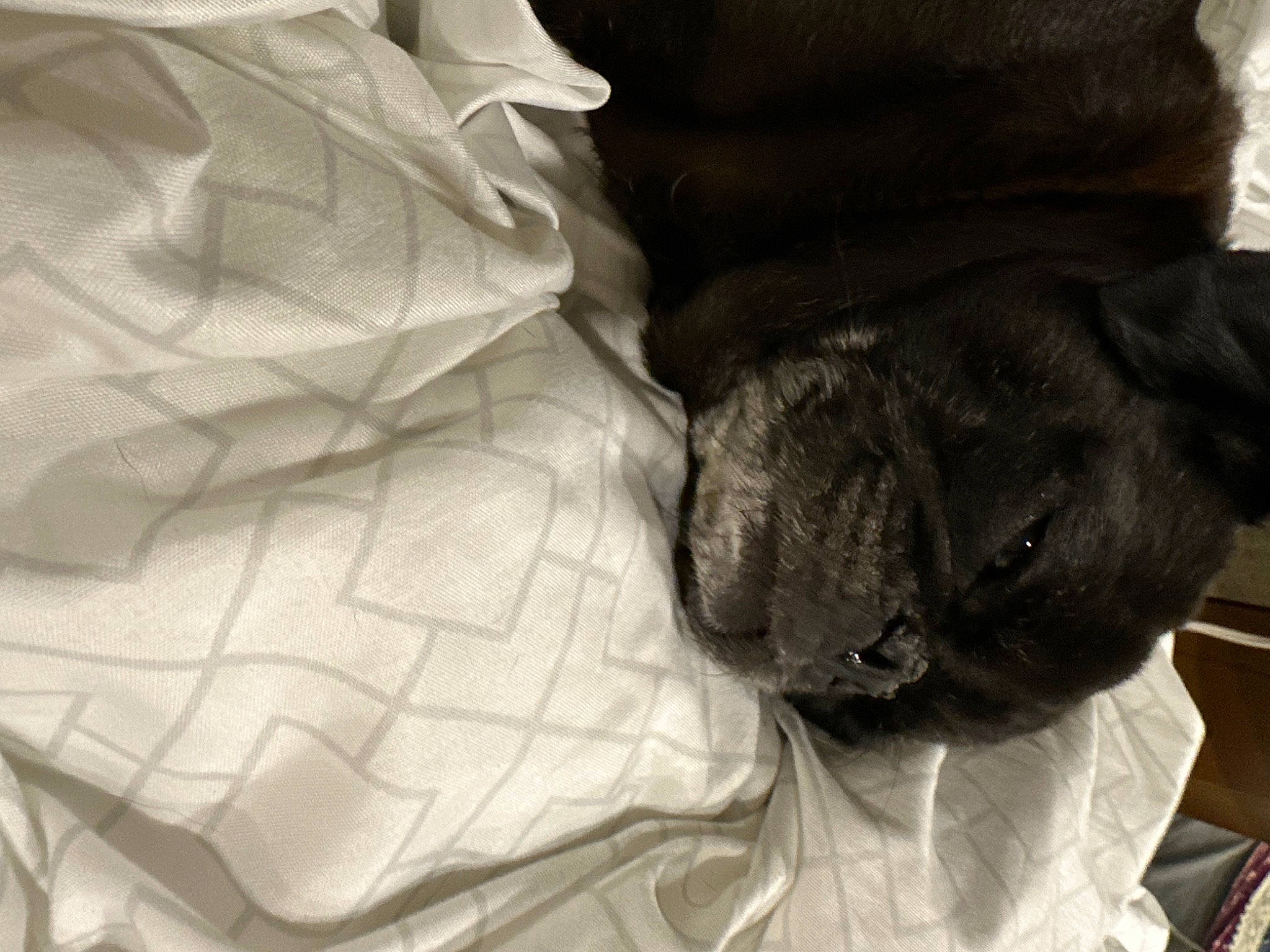 Monkee joined the competition — help win amazing prizes! canidae, carnivore, comfort, companion_dog, dog, dog_breed, fawn, felidae, fur, gesture, grey, linens, liver, pug, snout, sporting_group, toy_dog, whiskers, working_animal, wrinkle