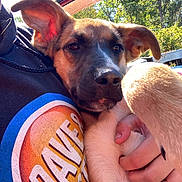 Mocha joined the competition — help win amazing prizes! puppy, dog, close_up, person, hand, hoodie, logo, outdoor, sunlight, trees, car_door, snuggling, cute, pet, young_dog, fur, ears, nose, portrait, casual