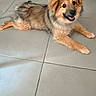 puppy, dog, smiling, lying_down, fur, fluffy, pet, indoor, tile_floor, brown, golden, cute, animal, young_dog, canine, happy, friendly, domestic_animal, looking_at_camera, playful
