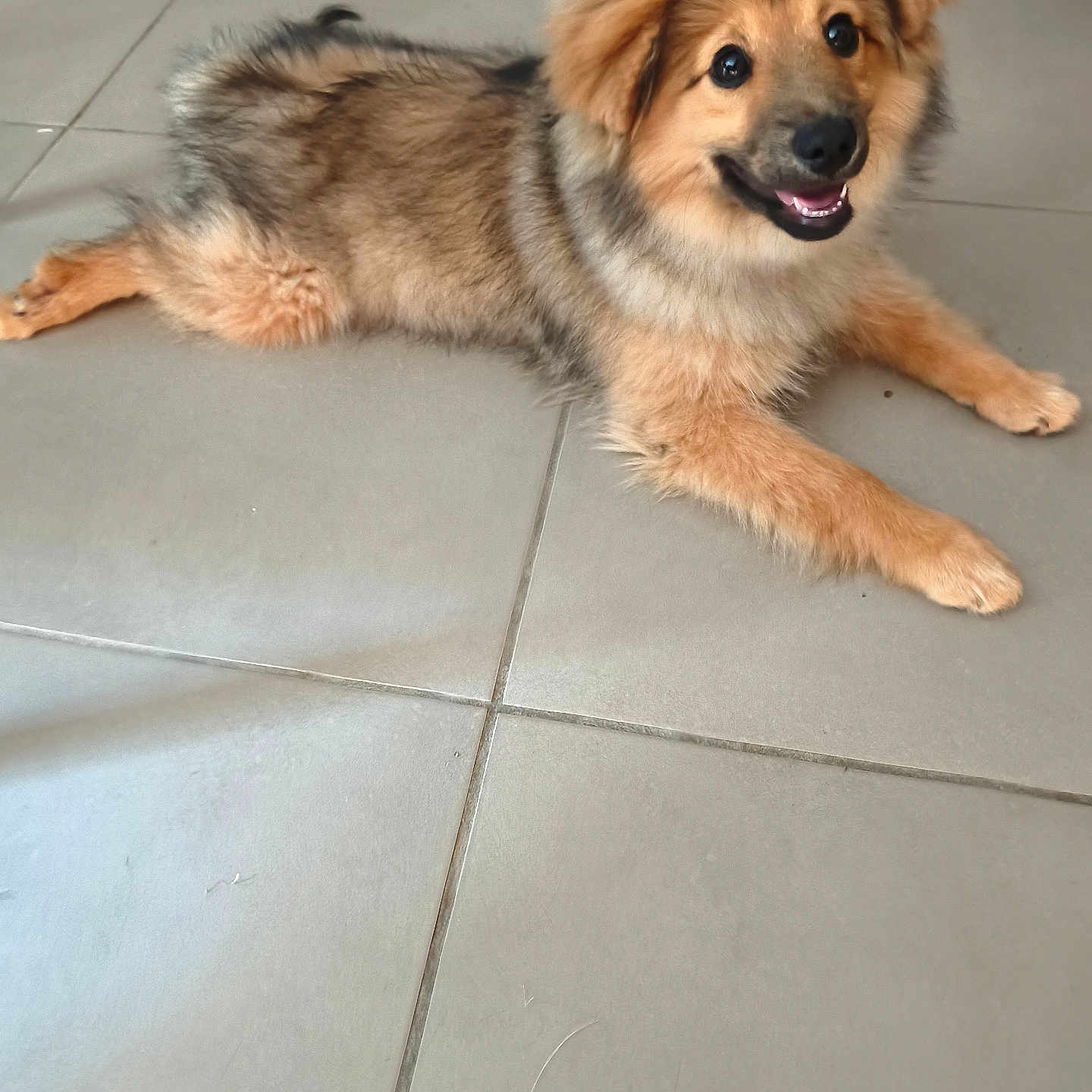 Baxter participe au concours pour gagner de l'argent avec cette photo : puppy, dog, smiling, lying_down, fur, fluffy, pet, indoor, tile_floor, brown, golden, cute, animal, young_dog, canine, happy, friendly, domestic_animal, looking_at_camera, playful
