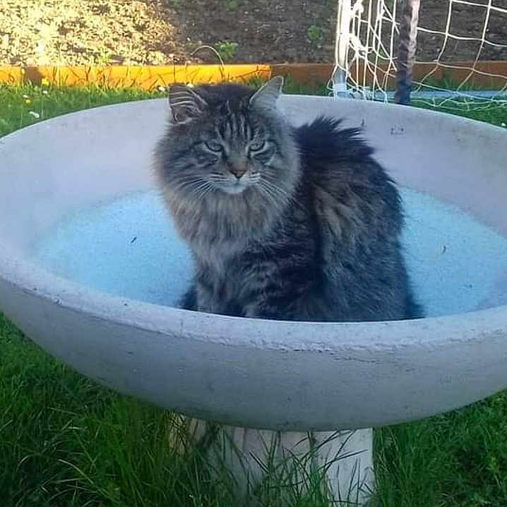 Nounours participe au concours pour gagner de l'argent avec cette photo : animal, backyard, bathing, birdbath, cat, grass, hottub, jar, kitten, manx, nature, outdoors, pet, plant, planter, pottedplant, pottery, tub, vase, yard