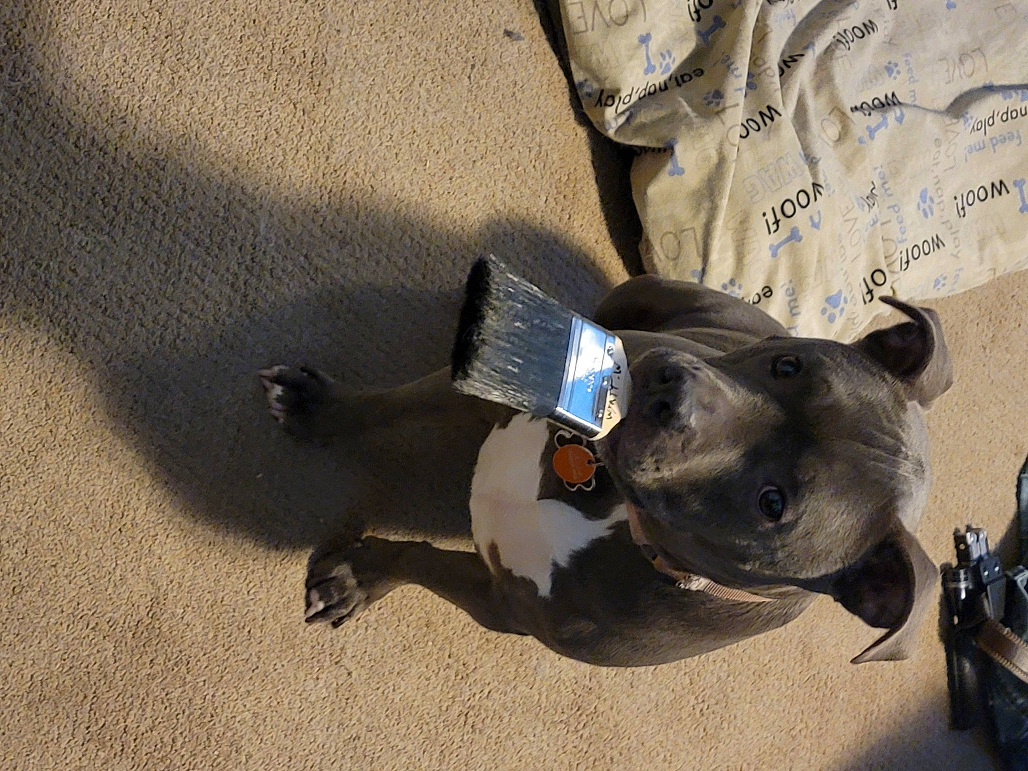 Layla is registered to the contest to win money with this photo: adventure, canidae, carnivore, collar, companion_dog, dog, dog_breed, dog_clothes, dog_collar, dog_supply, electric_blue, fashion_accessory, fawn, leash, personal_protective_equipment, pet_supply, shadow, snout, sporting_group, working_animal