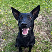 Storm joined the competition — help win amazing prizes! dog, black_dog, pet, animal, canine, sitting, smiling, open_mouth, tongue, teeth, ears, eyes, nose, fur, outdoors, grass, lawn, flowers, dandelions, portrait