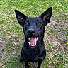 dog, black_dog, pet, animal, canine, sitting, smiling, open_mouth, tongue, teeth, ears, eyes, nose, fur, outdoors, grass, lawn, flowers, dandelions, portrait