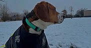 Salco a rejoint le concours — aidez-le/la à gagner de superbes lots ! dog, beagle, snow, jacket, collar, outdoor, winter, field, grass, animal, pet, canine, cold, nature, landscape, tree, sky, fur, sitting, side_view