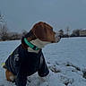animal, beagle, canine, cold, collar, dog, field, fur, grass, jacket, landscape, nature, outdoor, pet, side_view, sitting, sky, snow, tree, winter