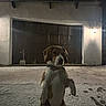 animal, canine, cold, collar, dark, dog, footprints, fur, garage, lamp, light, night, outdoor, pet, quiet, sitting, snow, wall, winter