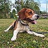 animal, beagle, canine, collar, cute, dog, grass, greenery, happy, leash, lying_down, mammal, nature, outdoor, pet, playful, sky, summer, tongue_out, tree