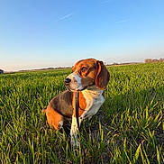 Salco a rejoint le concours — aidez-le/la à gagner de superbes lots ! dog, beagle, field, grass, outdoor, pet, canine, nature, sunlight, sky, animal, leash, portrait, greenery, daytime, ears, snout, fur, sitting, brown