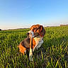 animal, beagle, brown, canine, daytime, dog, ears, field, fur, grass, greenery, leash, nature, outdoor, pet, portrait, sitting, sky, snout, sunlight
