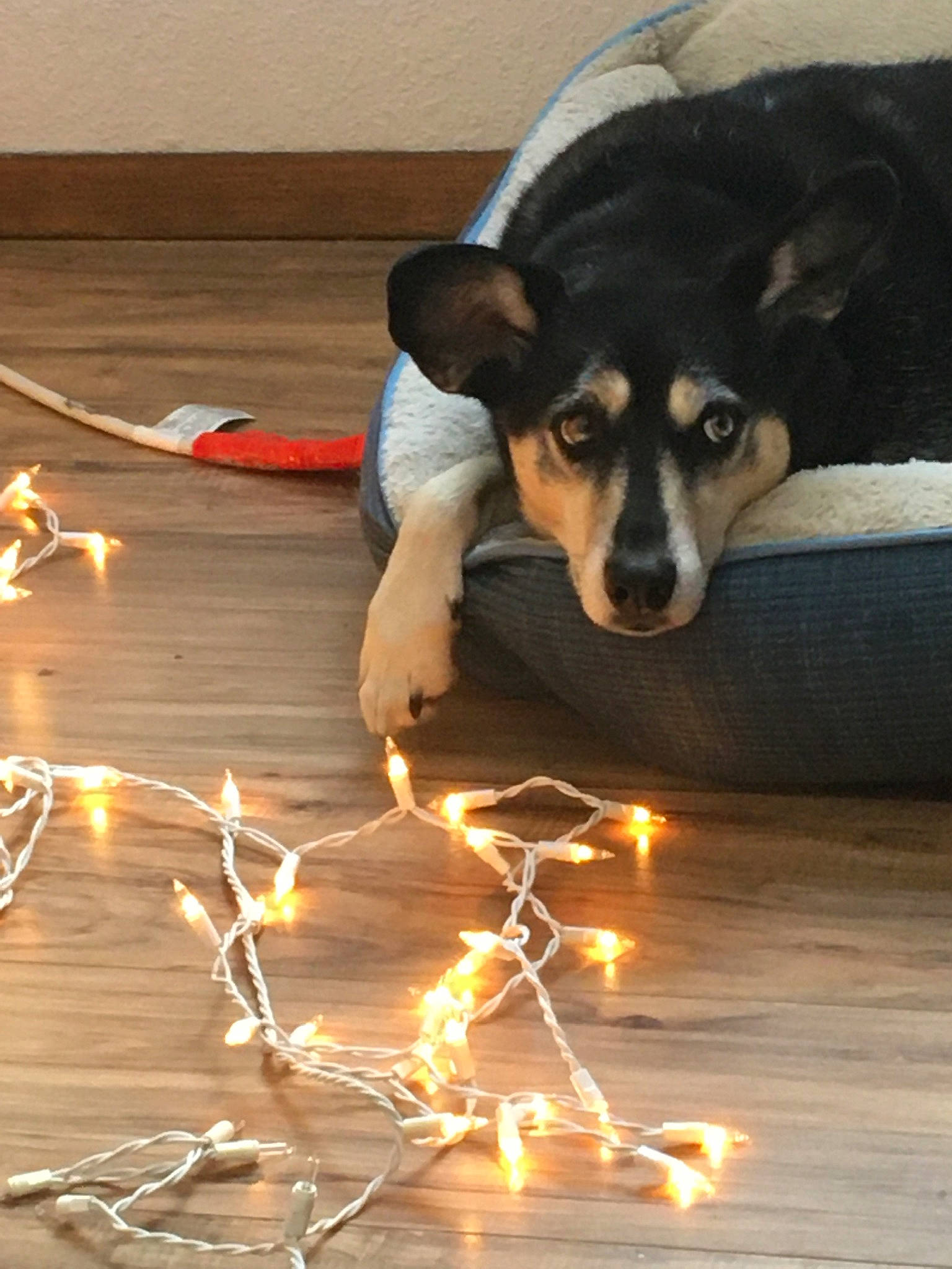 Ally is registered to the contest to win money with this photo: canidae, carnivore, companion_dog, dog, dog_breed, dog_supply, event, fawn, fire, flooring, fur, heat, light, party_supply, paw, snout, sporting_group, tail, toy_dog, working_animal