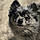 Balto