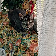 Harley is registered to the contest to win money with this photo: animal, buddha_statue, cat, colorful, curtains, decor, feline, floral_pattern, greenery, home, indoor, looking, natural_light, ornament, pet, plant, sitting, tabby_cat, tablecloth, window