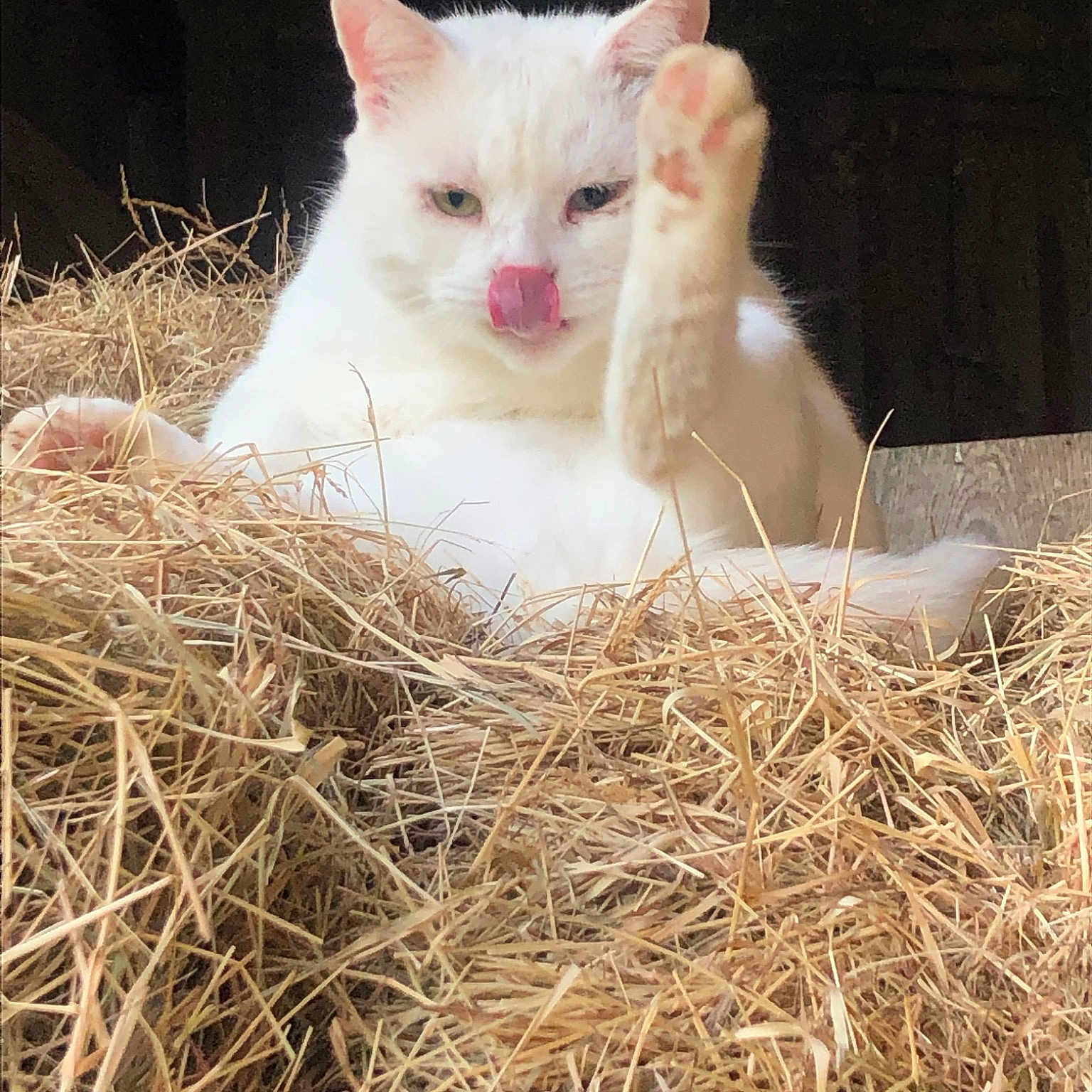 Blanco