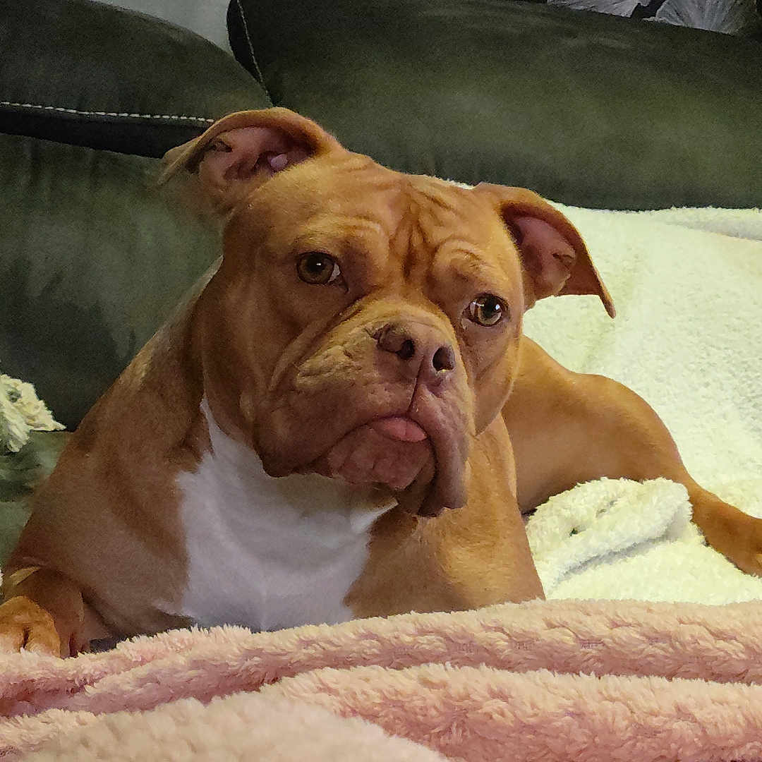 Lüna participe au concours pour gagner de l'argent avec cette photo : animal, architecture, blanket, boxer, building, bulldog, canine, couch, cushion, dog, frenchbulldog, furniture, homedecor, hound, indoors, livingroom, pet, pitbull, puppy, quilt