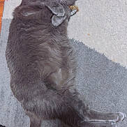 Blue is registered to the contest to win money with this photo: cat, gray_cat, pet, animal, lying_down, collar, fur, whiskers, paw, tail, indoor, rug, multicolored_rug, cozy, relaxed, playful, domestic_cat, feline, close_up, cute