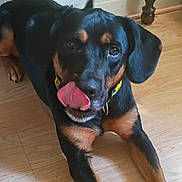Chase joined the competition — help win amazing prizes! dog, black_and_tan, rottweiler, lying_down, tongue_out, licking, pet, indoors, wooden_floor, portrait, close_up, brown_markings, floppy_ears, collar, yellow_collar, front_legs, home, furniture, lock_screen, photography