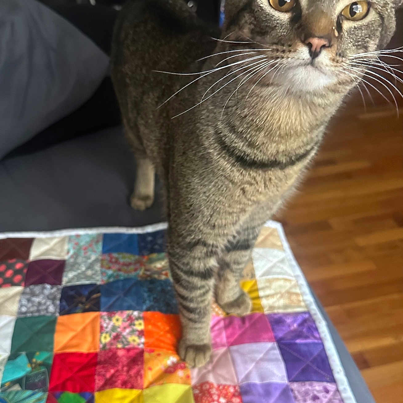 Fiyero joined the competition — help win amazing prizes! cat, tabby, pet, animal, quilt, patchwork, colorful, couch, indoor, living_room, wooden_floor, fur, whiskers, eyes, curious, standing, domestic_cat, feline, close_up, home