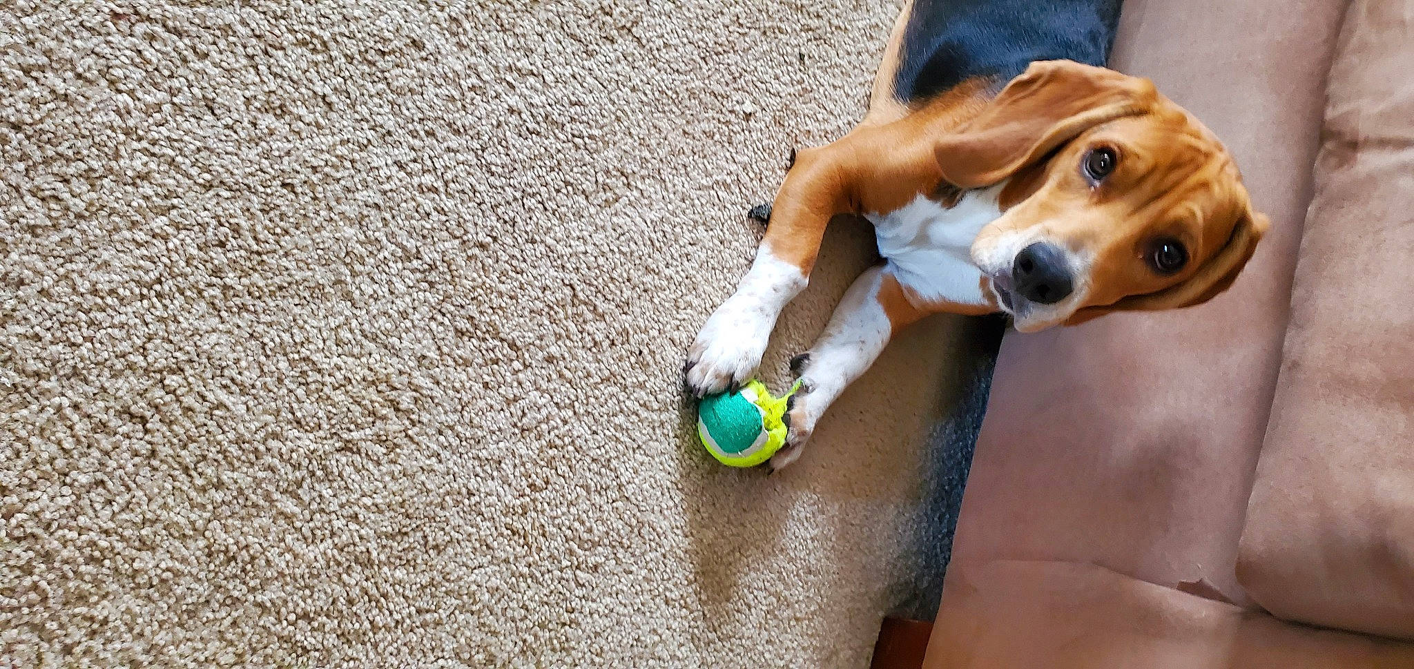 Bull is registered to the contest to win money with this photo: basset_hound, beagle, canidae, carnivore, companion_dog, dog, dog_breed, dog_toy, drever, english_coonhound, english_foxhound, fawn, finnish_hound, harrier, mammal, pocket_beagle, rare_breed_dog, snout, sporting_group, vertebrate