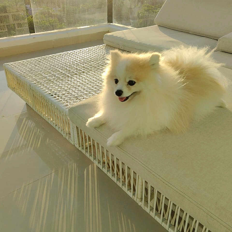 Milo joined the competition — help win amazing prizes! animal, balcony, cushion, daylight, dog, fluffy, glass_railing, golden_hour, greenery, nature, outdoor, pet, pomeranian, relaxing, shadow, smiling, sofa, sunlight, water, wicker