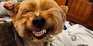 Max is registered to the contest to win money with this photo: dog, smiling, teeth, bed, blanket, indoor, furniture, wooden_cabinet, pet, canine, fur, tongue, cozy, room, door, animal, cute, happy, resting, closeup