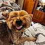 dog, smiling, teeth, bed, blanket, indoor, furniture, wooden_cabinet, pet, canine, fur, tongue, cozy, room, door, animal, cute, happy, resting, closeup